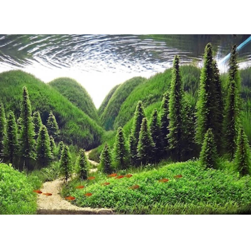 muschi piante pianta per acquario acqua dolce tropicale muschio di Giava Java Taxyphyllum barbieri